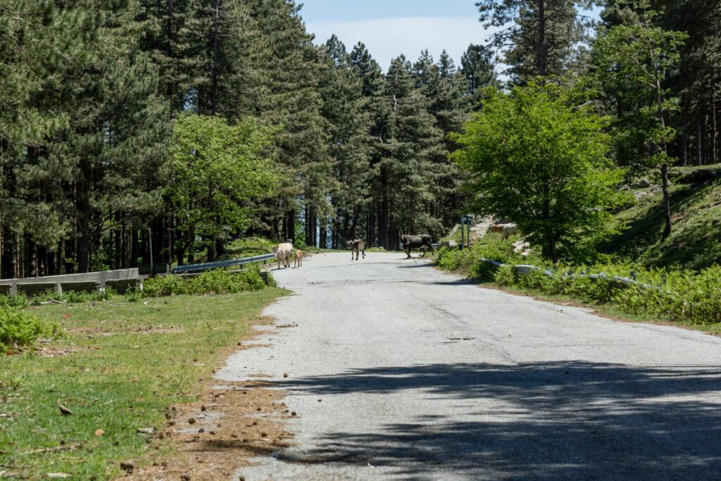 Hotel di Lusso Aspromonte